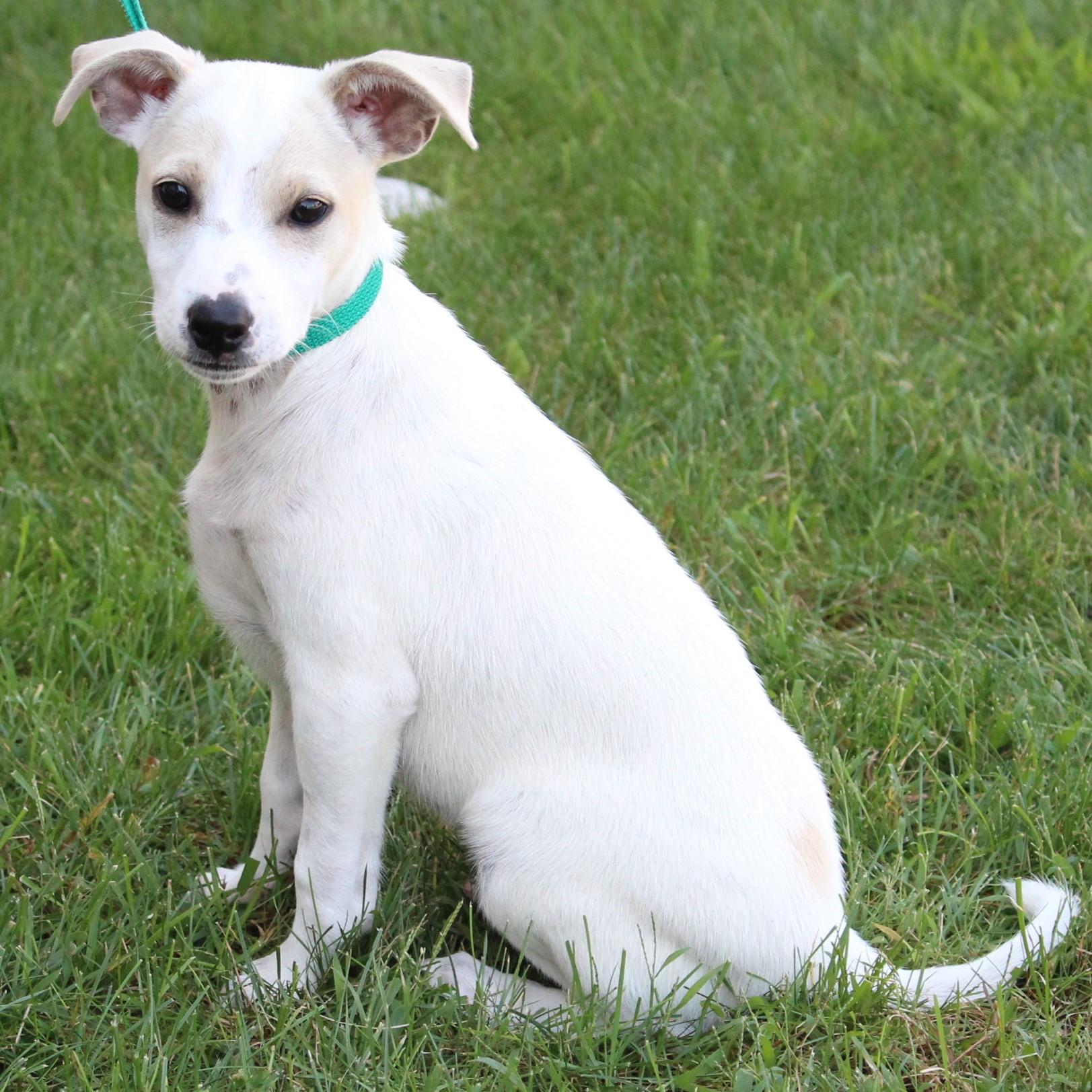 Enlarge Tristan, a Adopted Jack Russell Terrier in Eaton, OH image 3/4