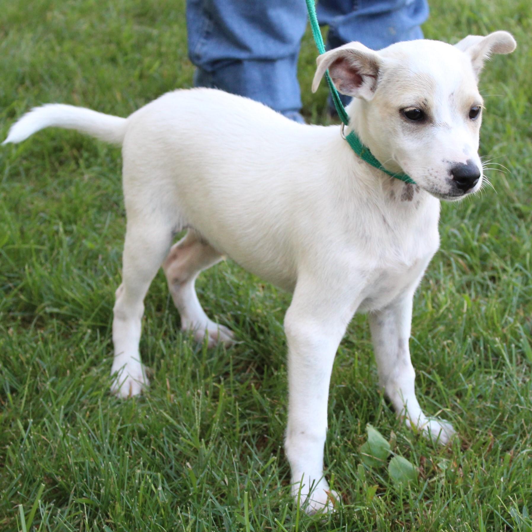 Enlarge Tristan, a Adopted Jack Russell Terrier in Eaton, OH image 4/4