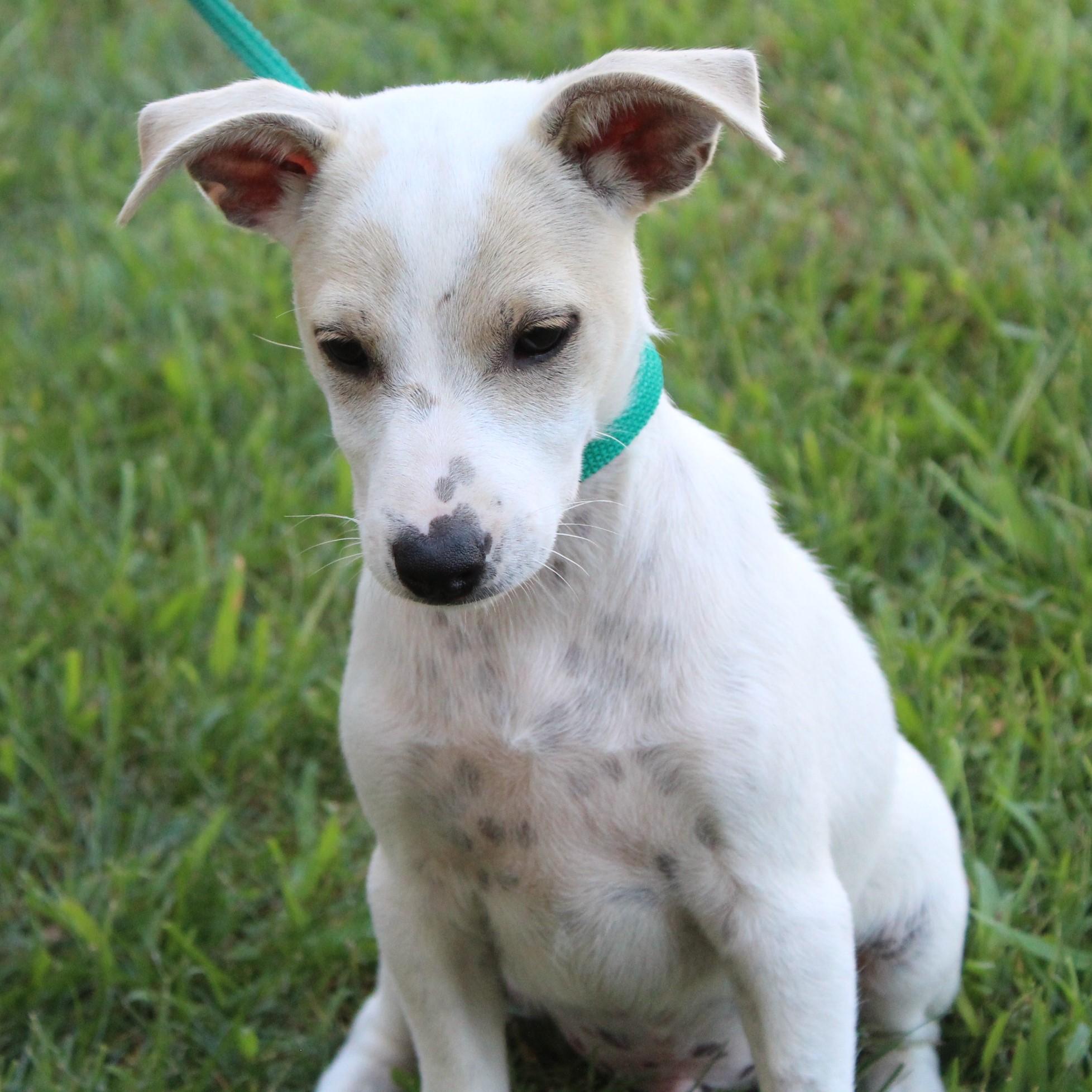 Enlarge Tristan, a Adopted Jack Russell Terrier in Eaton, OH image 2/4