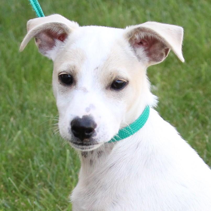 Enlarge Tristan, a Adopted Jack Russell Terrier in Eaton, OH image 1/4