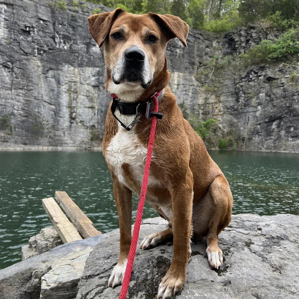 Enlarge Destin, a Adoptable mixed breed in Chattanooga, TN image 1/6