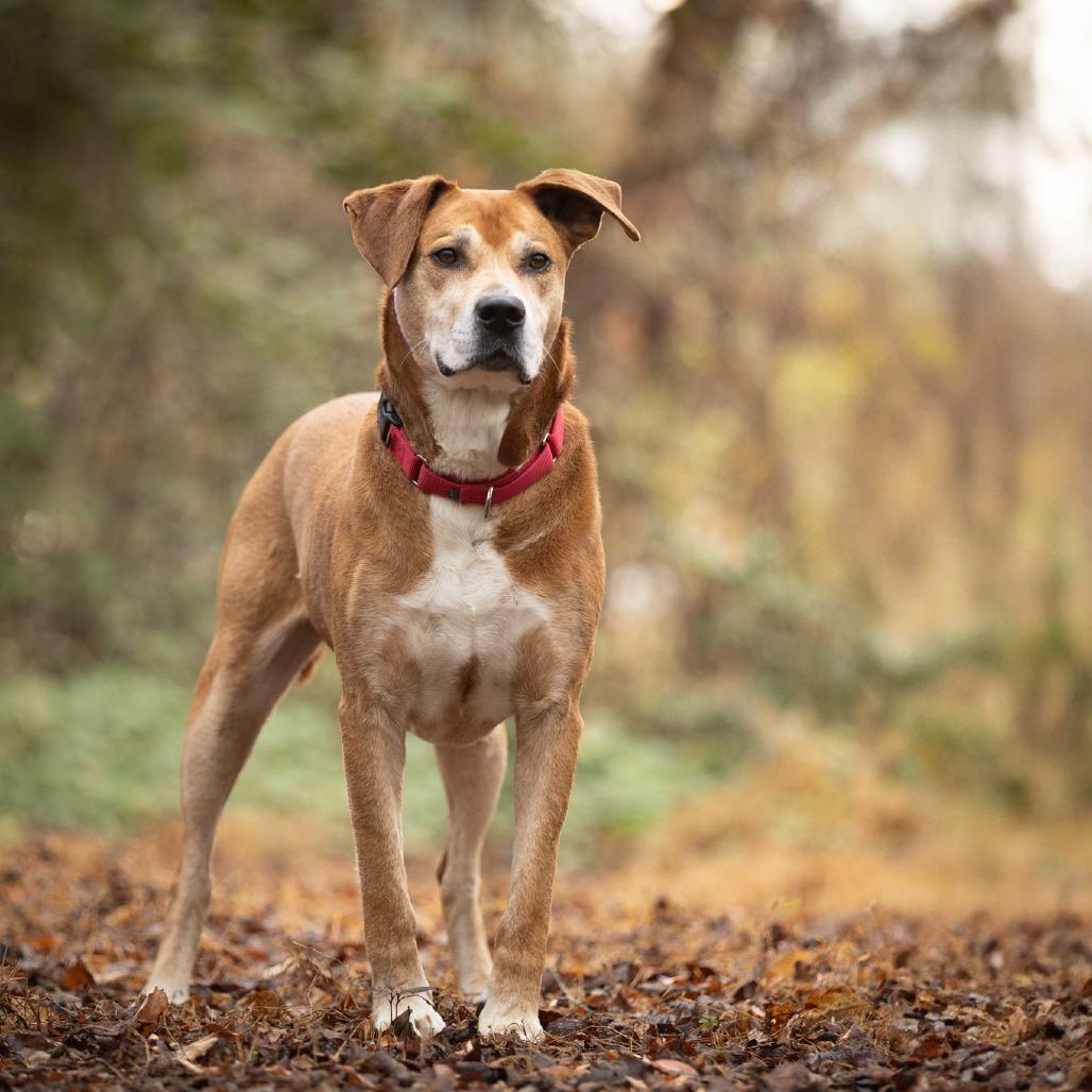 Destin, Adoptable, Adult Male Labrador Retriever & Mixed Breed.