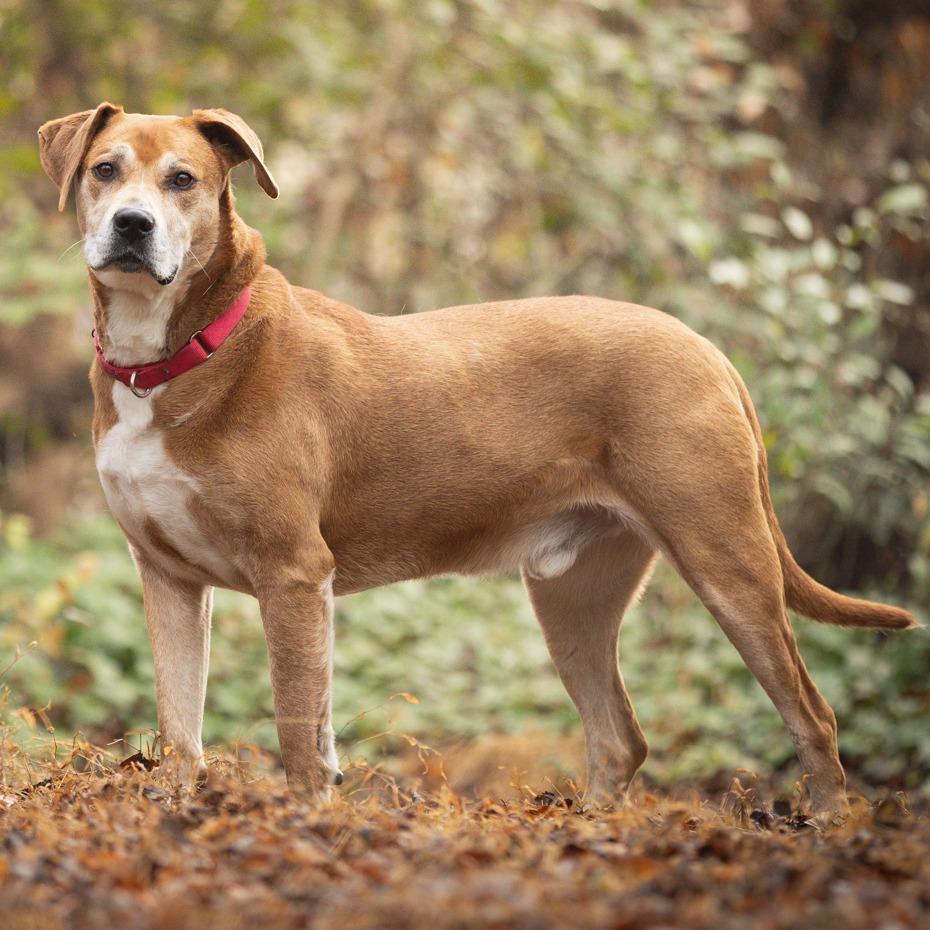 Enlarge Destin, a Adoptable mixed breed in Chattanooga, TN image 2/6
