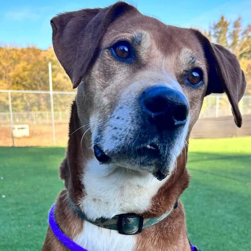 Enlarge Destin, a Adoptable mixed breed in Chattanooga, TN image 2/6