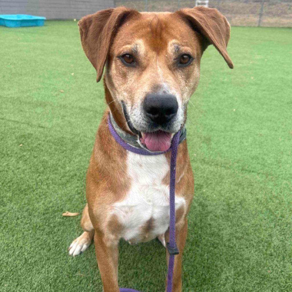 Enlarge Destin, a Adoptable mixed breed in Chattanooga, TN image 3/6