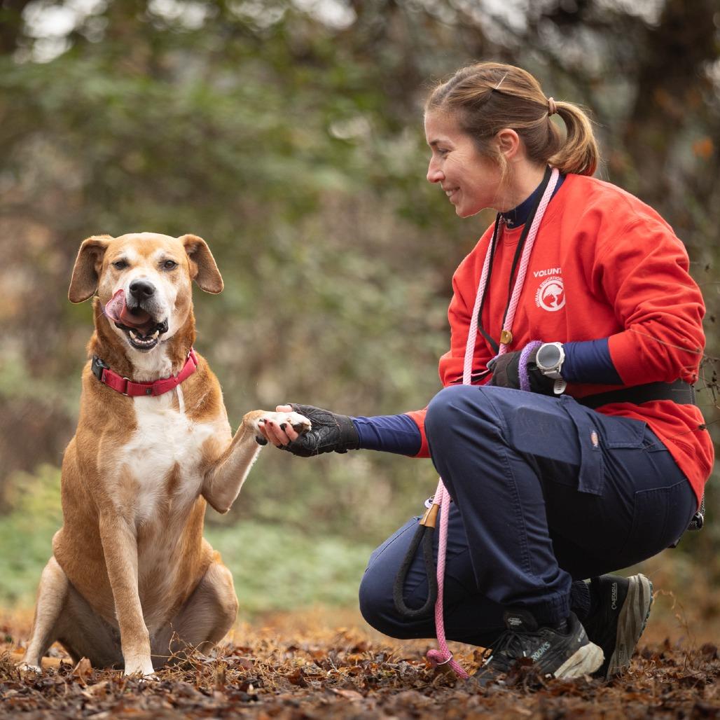 Enlarge Destin, a Adoptable mixed breed in Chattanooga, TN image 4/6