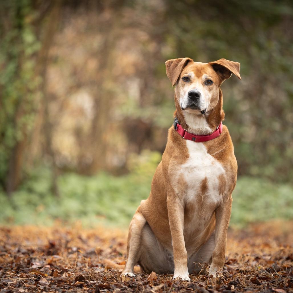 Enlarge Destin, a Adoptable mixed breed in Chattanooga, TN image 5/6