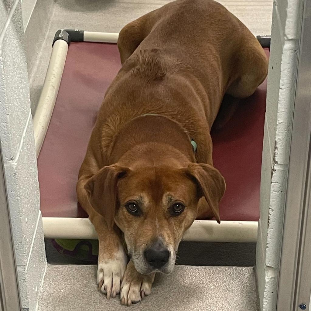 Enlarge Destin, a Adoptable mixed breed in Chattanooga, TN image 6/6