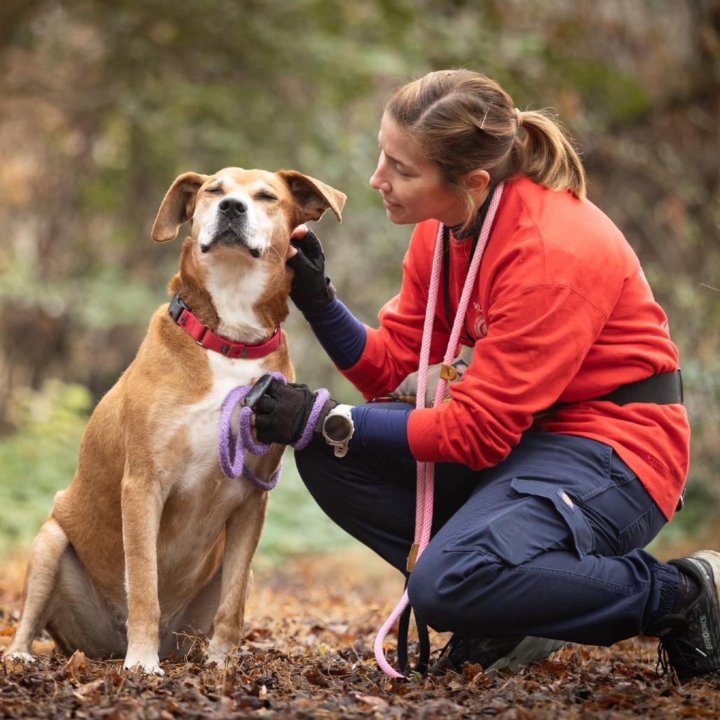 Enlarge Destin, a Adoptable mixed breed in Chattanooga, TN image 6/6