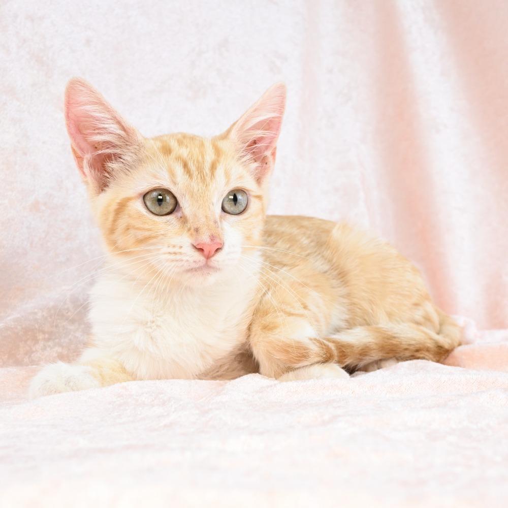Blanche, Adoptable, Kitten Female Domestic Short Hair.