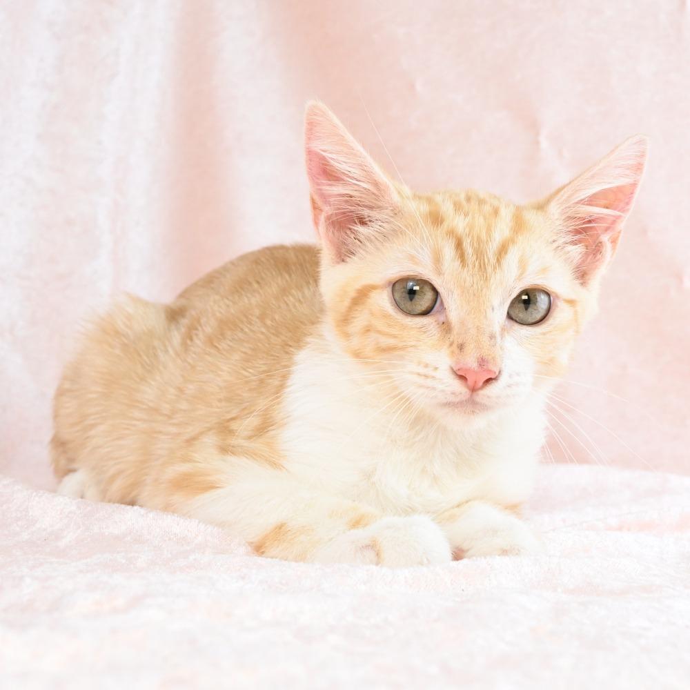 Enlarge Blanche, a Adoptable Domestic Short Hair in Mobile, AL image 2/4