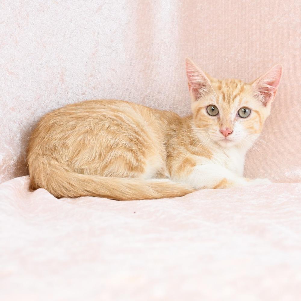 Enlarge Blanche, a Adoptable Domestic Short Hair in Mobile, AL image 3/4