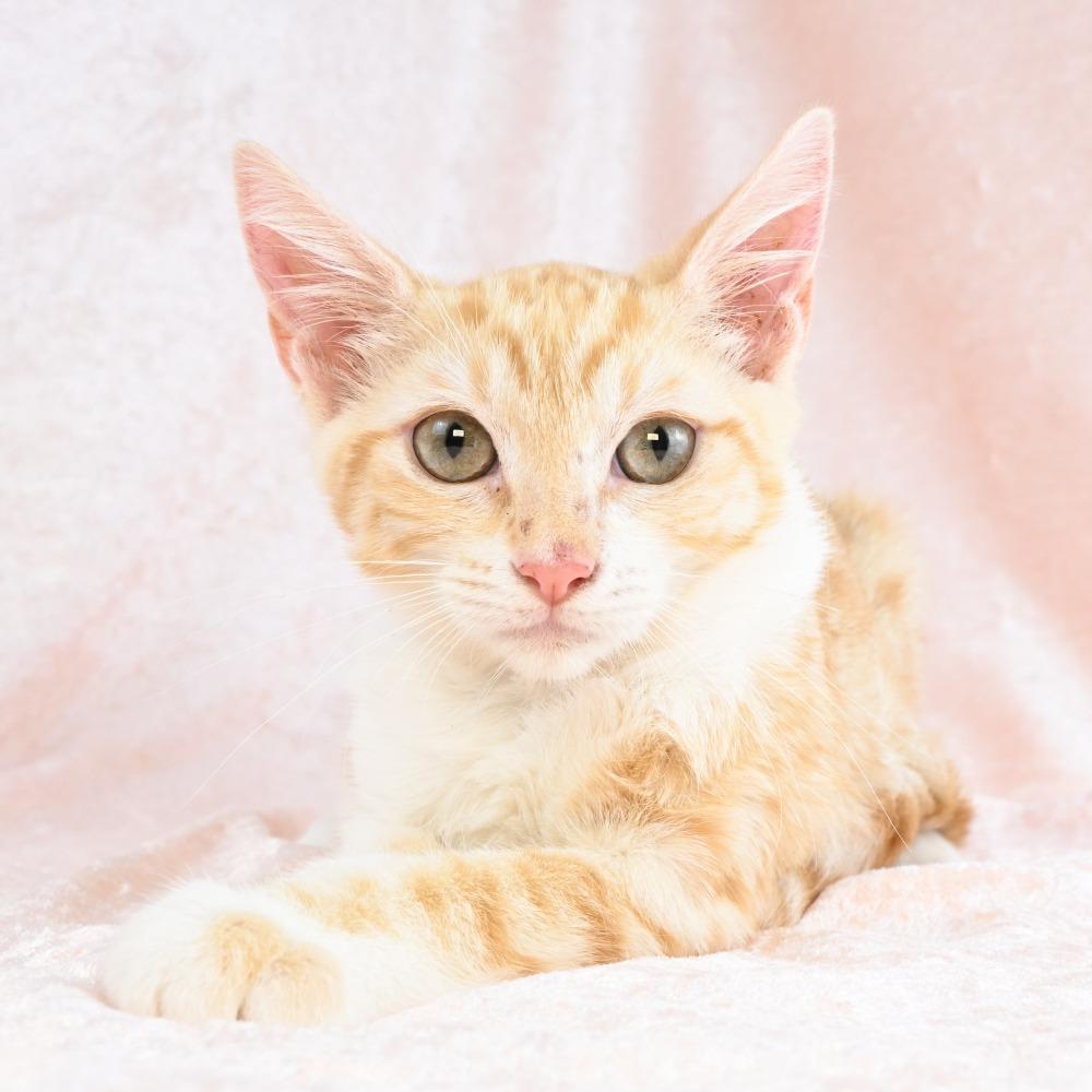 Enlarge Blanche, a Adoptable Domestic Short Hair in Mobile, AL image 4/4