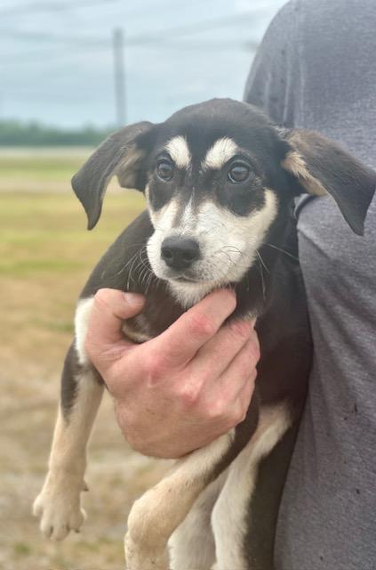 Enlarge Duchess, a Adoptable Shepherd in Manchester, CT image 1/1