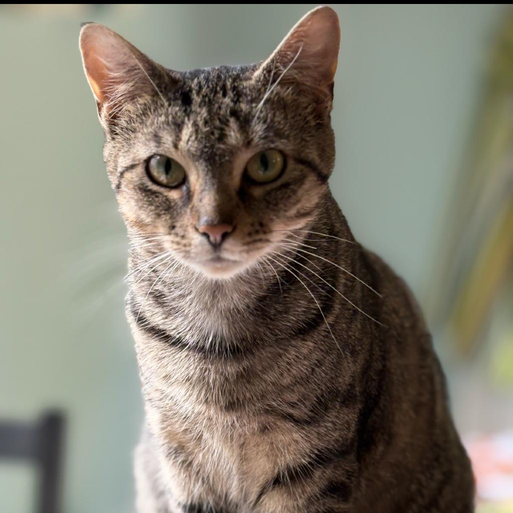 Kola Nut — thumbnail 3