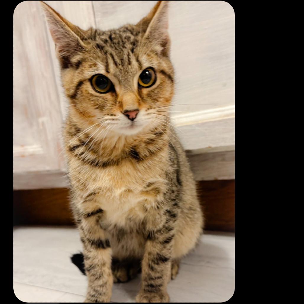 Kola Nut — thumbnail 4