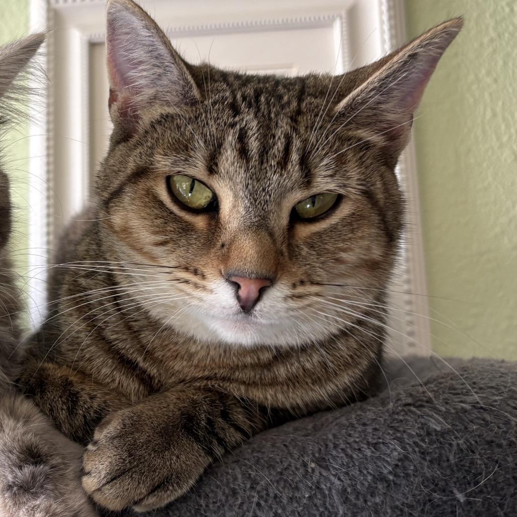 Kola Nut — thumbnail 5