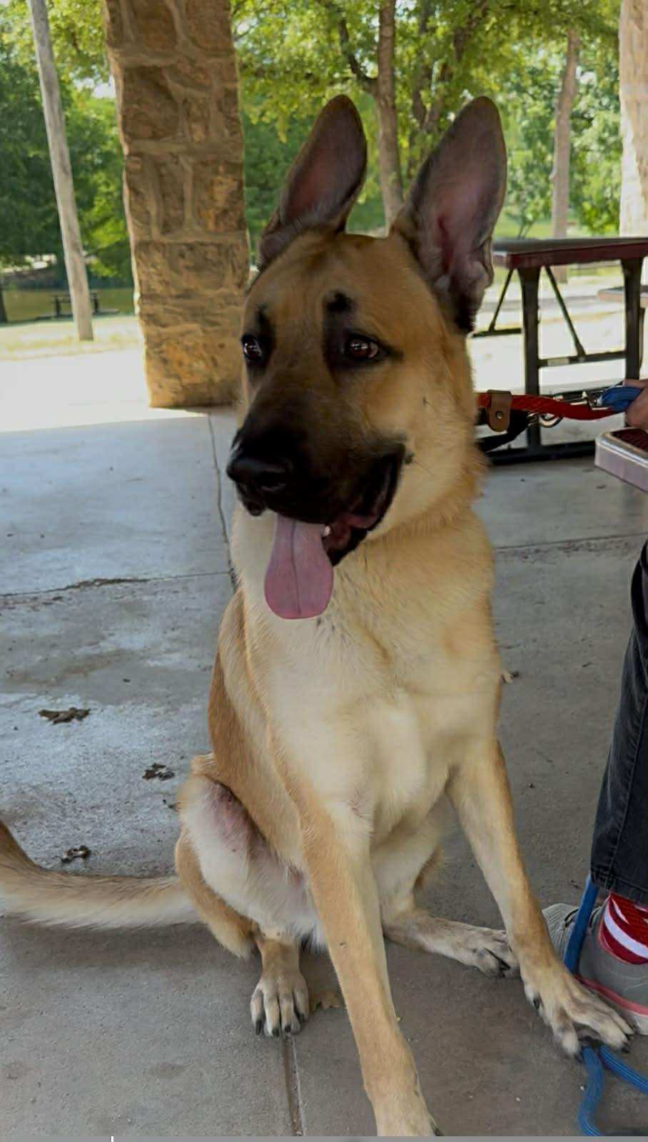 Enlarge Red , a ADOPTABLE mixed breed in Elkhorn, WI image 4/4