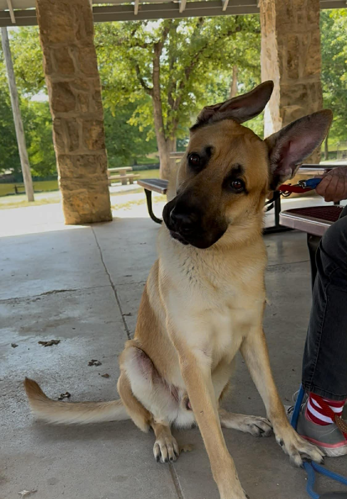 Enlarge Red , a ADOPTABLE mixed breed in Elkhorn, WI image 1/4