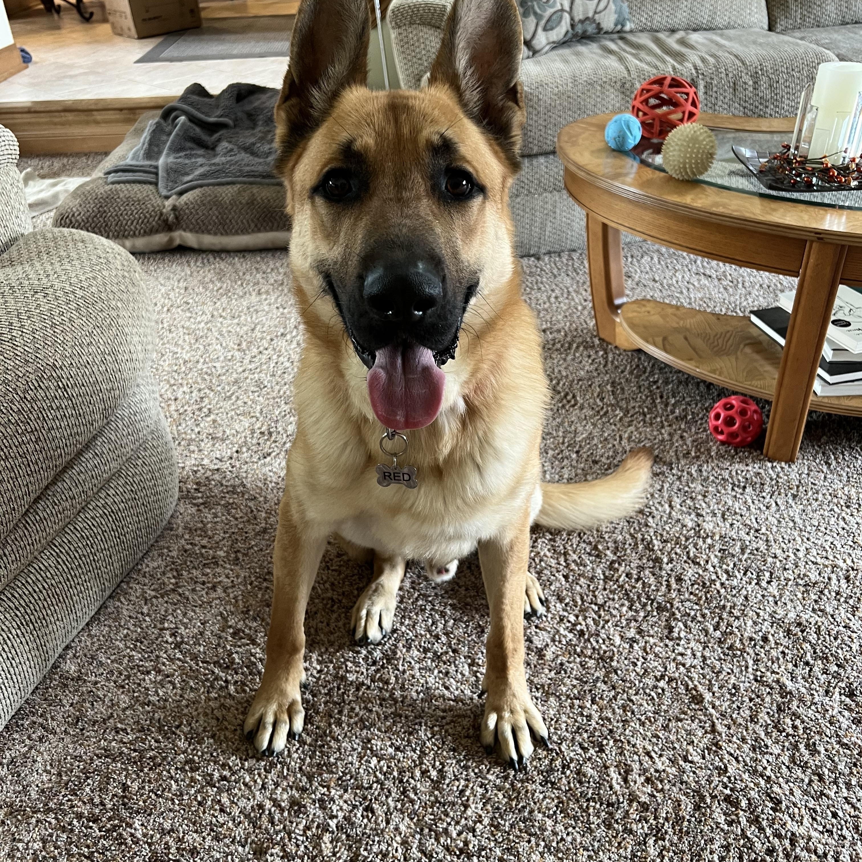 Enlarge Red , a ADOPTABLE mixed breed in Elkhorn, WI image 1/4