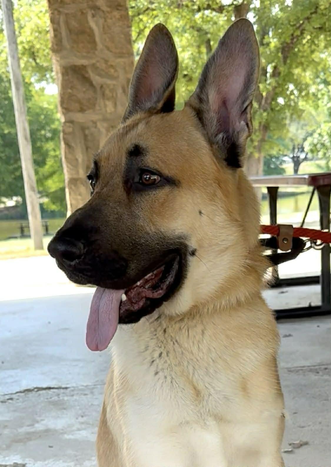 Enlarge Red , a ADOPTABLE mixed breed in Elkhorn, WI image 2/4