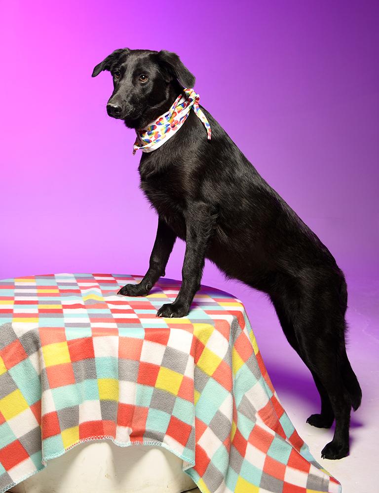 Enlarge Fleur, a Adoptable mixed breed in Cookeville, TN image 6/6