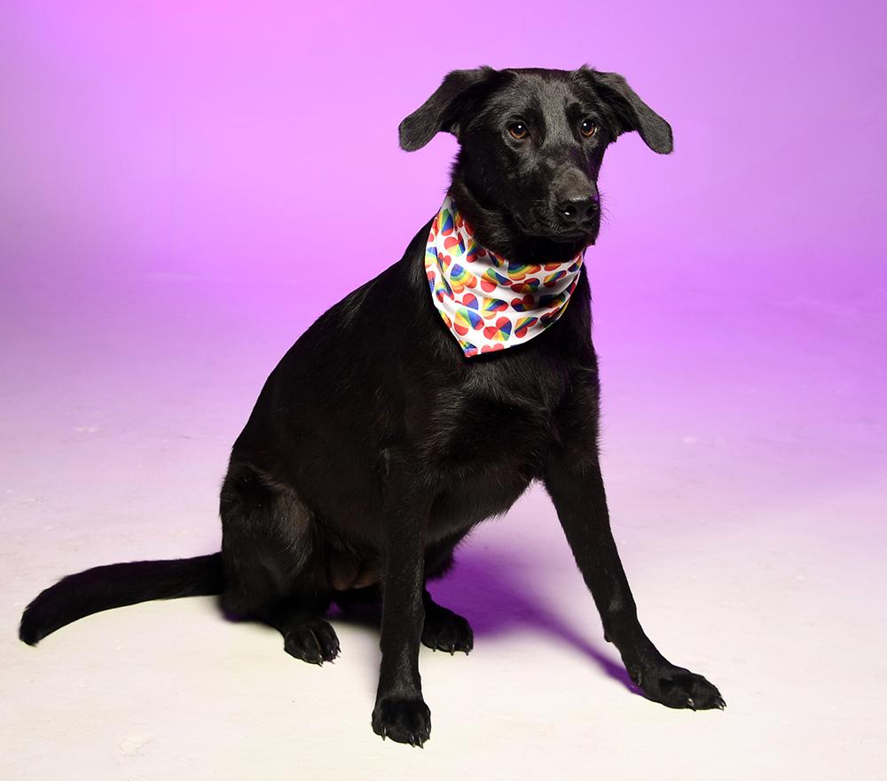 Enlarge Fleur, a Adoptable mixed breed in Cookeville, TN image 4/6