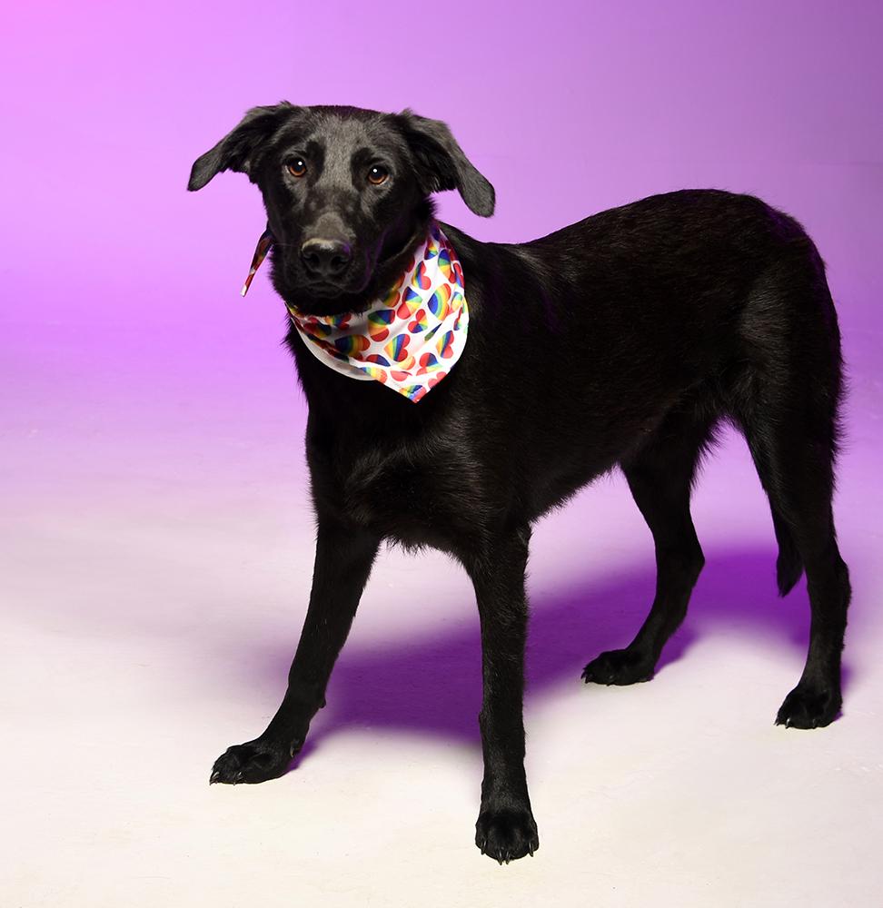 Enlarge Fleur, a Adoptable mixed breed in Cookeville, TN image 1/6