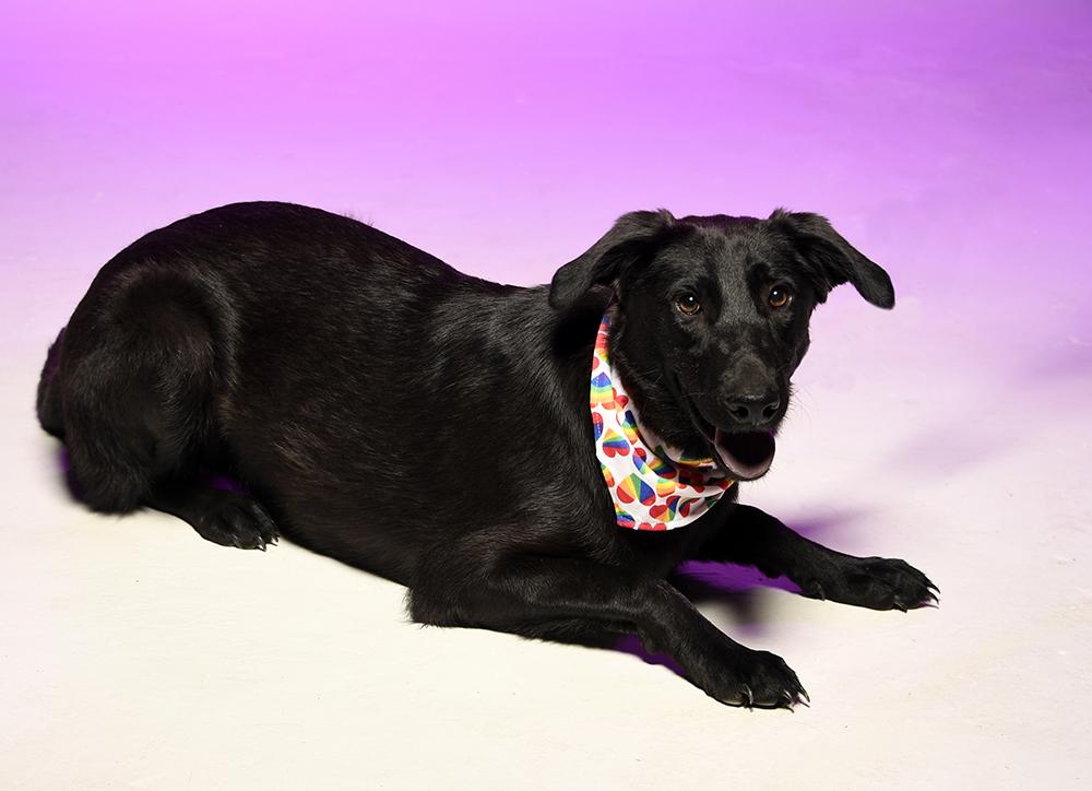 Enlarge Fleur, a Adoptable mixed breed in Cookeville, TN image 3/6