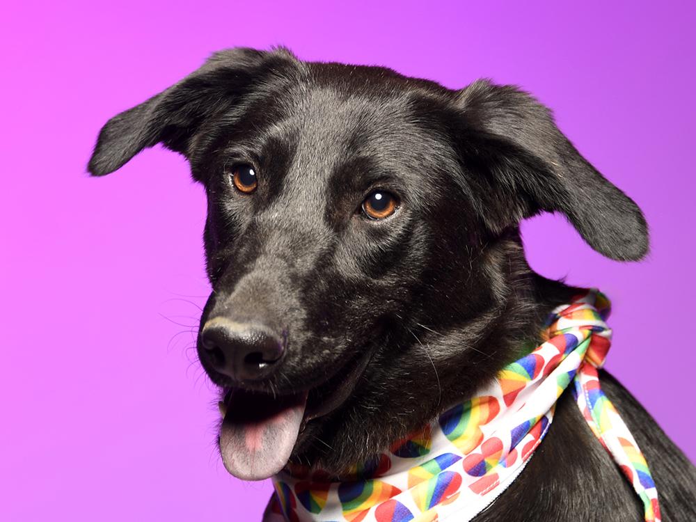 Enlarge Fleur, a Adoptable mixed breed in Cookeville, TN image 5/6