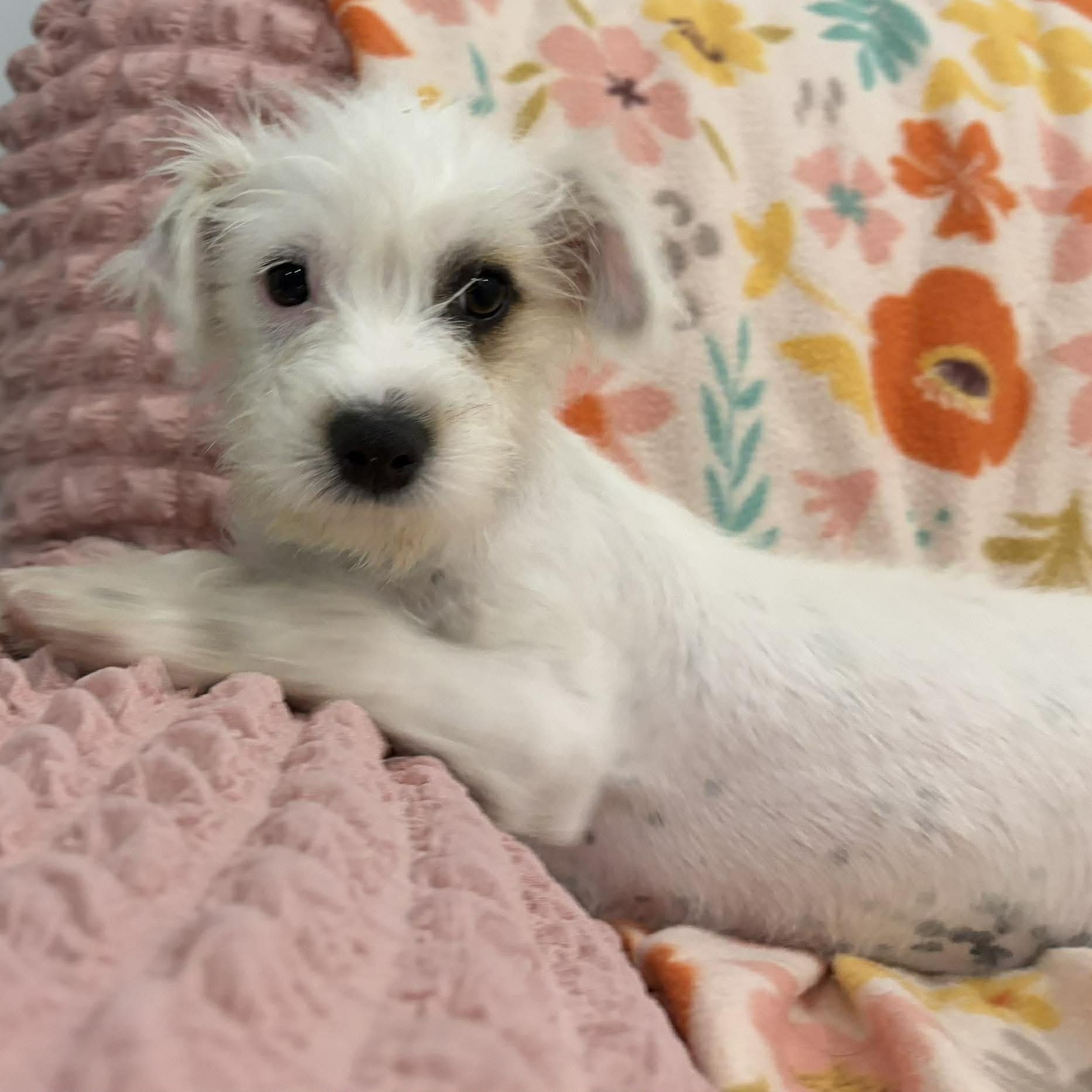 Enlarge Picchu, a ADOPTABLE mixed breed in Woolwich, ME image 4/6