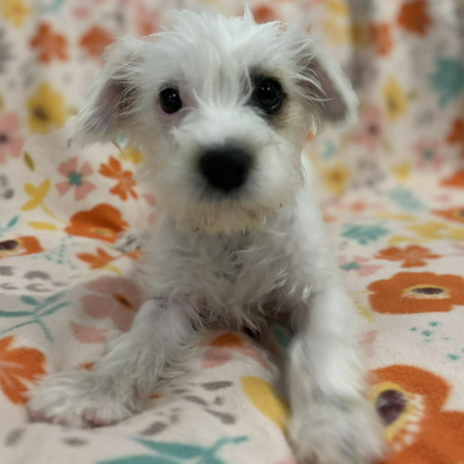 Enlarge Picchu, a ADOPTABLE mixed breed in Woolwich, ME image 3/6