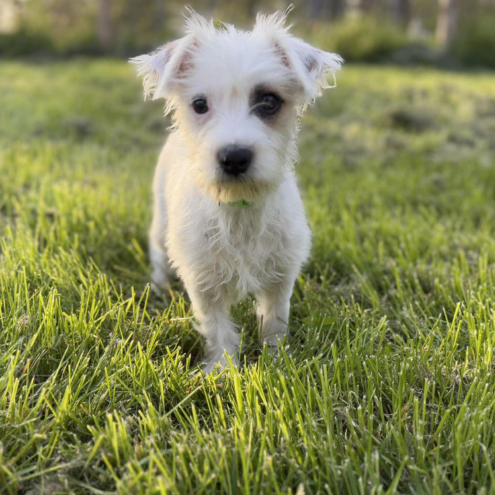 Picchu, ADOPTABLE, Young Male Jack Russell Terrier.