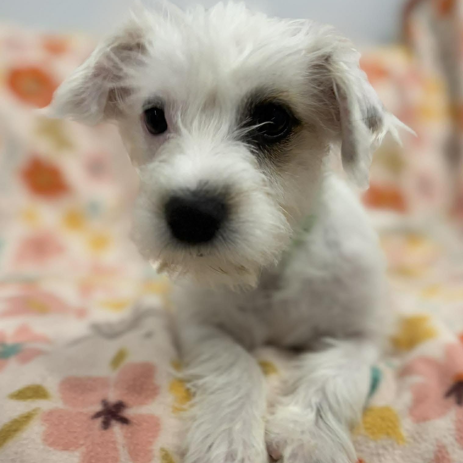 Enlarge Picchu, a ADOPTABLE mixed breed in Woolwich, ME image 5/6