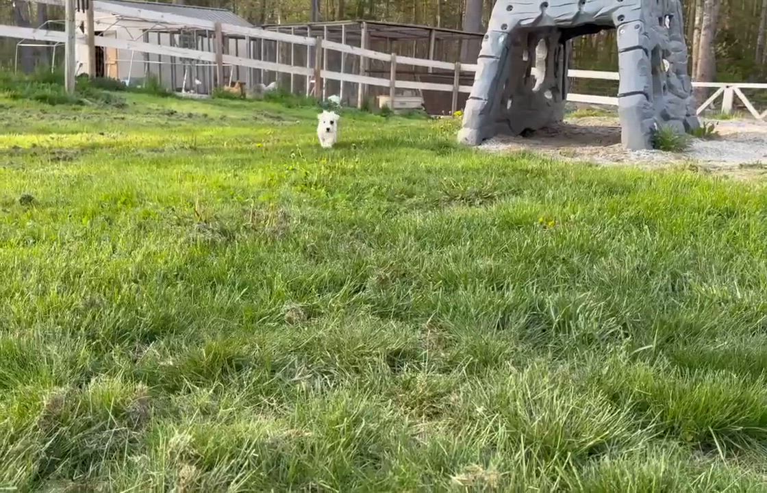 Enlarge Picchu, a ADOPTABLE mixed breed in Woolwich, ME video 6/6