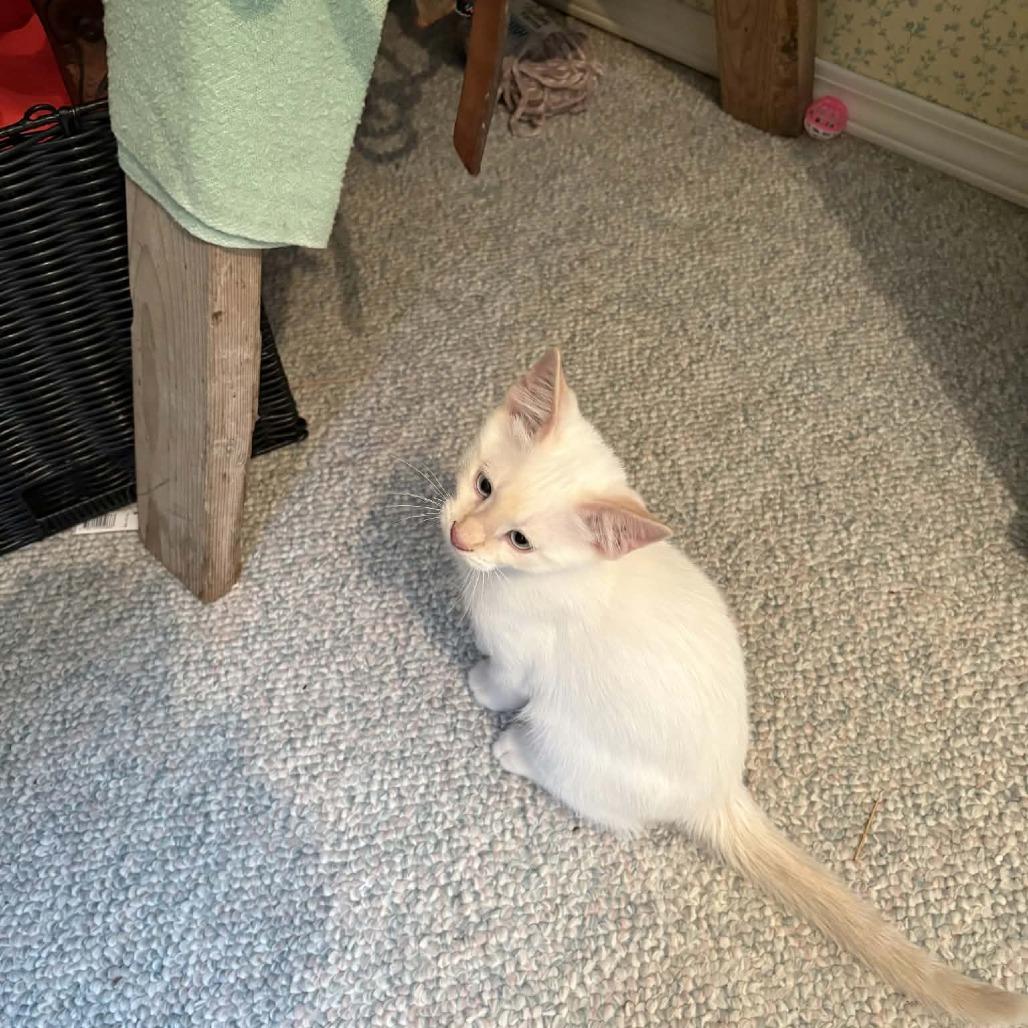 Tran, Adoptable, Kitten Female Domestic Short Hair.