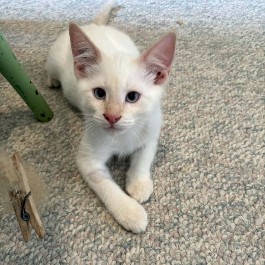 Enlarge Tran, a Adoptable Domestic Short Hair in Abbotsford, BC image 2/4