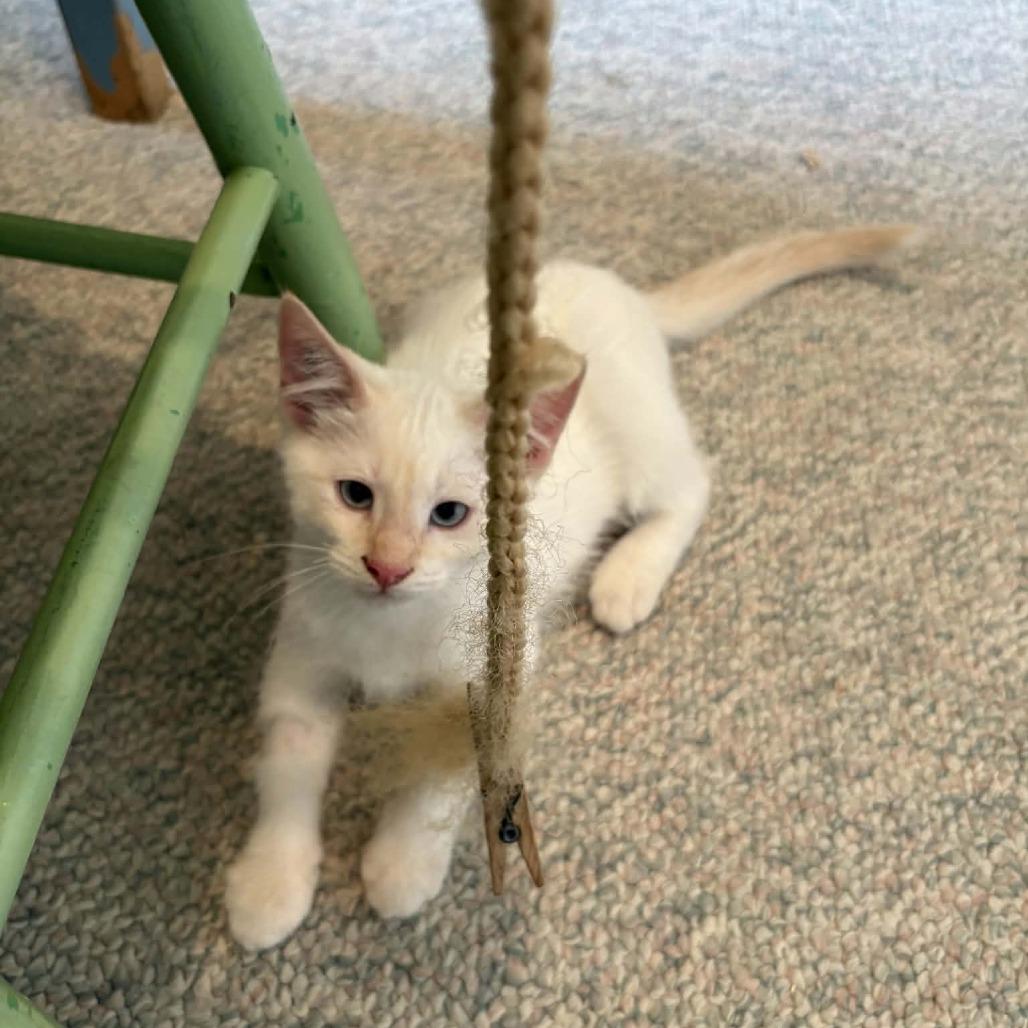 Enlarge Tran, a Adoptable Domestic Short Hair in Abbotsford, BC image 3/4