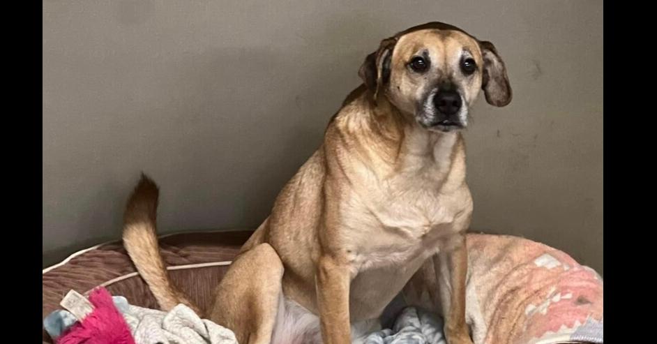 Max DD, Adoptable, Adult Male Labrador Retriever.