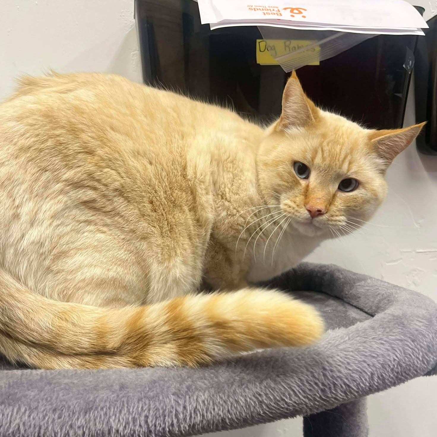 Enlarge Sir Twinkie, an adopted Domestic Short Hair in Roosevelt, UT image 2/4