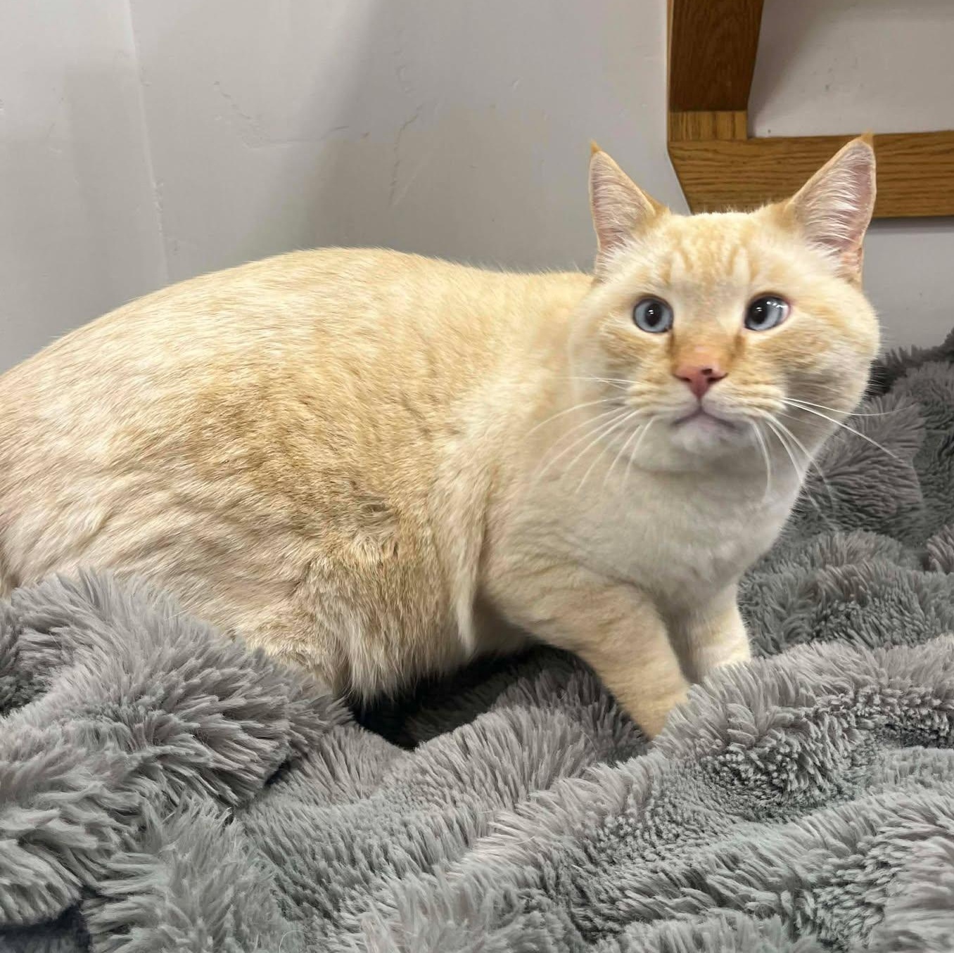 Enlarge Sir Twinkie, an adopted Domestic Short Hair in Roosevelt, UT image 3/4