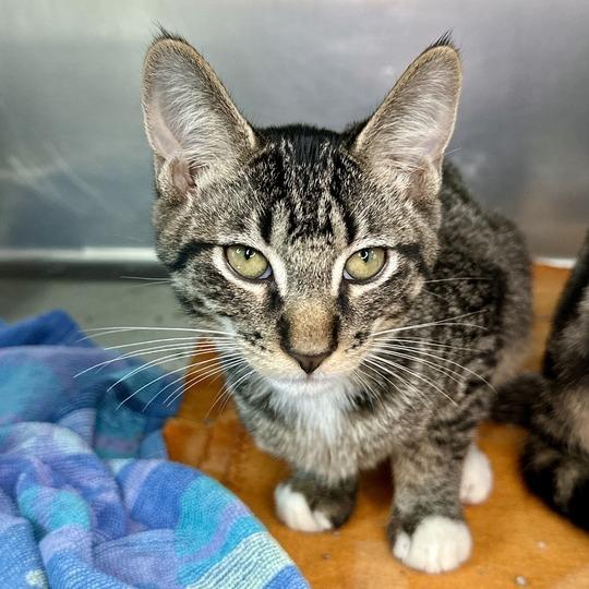 Enlarge Stingray, a Adoptable Domestic Short Hair in Matteson, IL image 1/1