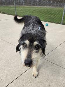 Enlarge Taz, a ADOPTABLE mixed breed in Bucyrus, OH image 4/5