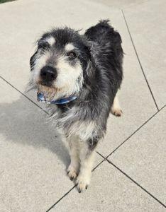 Enlarge Taz, a ADOPTABLE mixed breed in Bucyrus, OH image 5/5