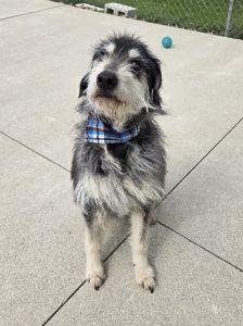 Enlarge Taz, a ADOPTABLE mixed breed in Bucyrus, OH image 2/5