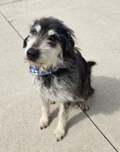 Enlarge Taz, a ADOPTABLE mixed breed in Bucyrus, OH image 3/5