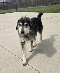 Enlarge Taz, a ADOPTABLE mixed breed in Bucyrus, OH image 1/5
