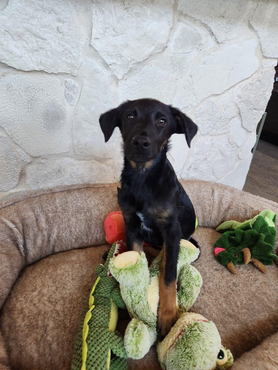 Coffee, Adoptable, Puppy Male Labrador Retriever & Australian Shepherd.