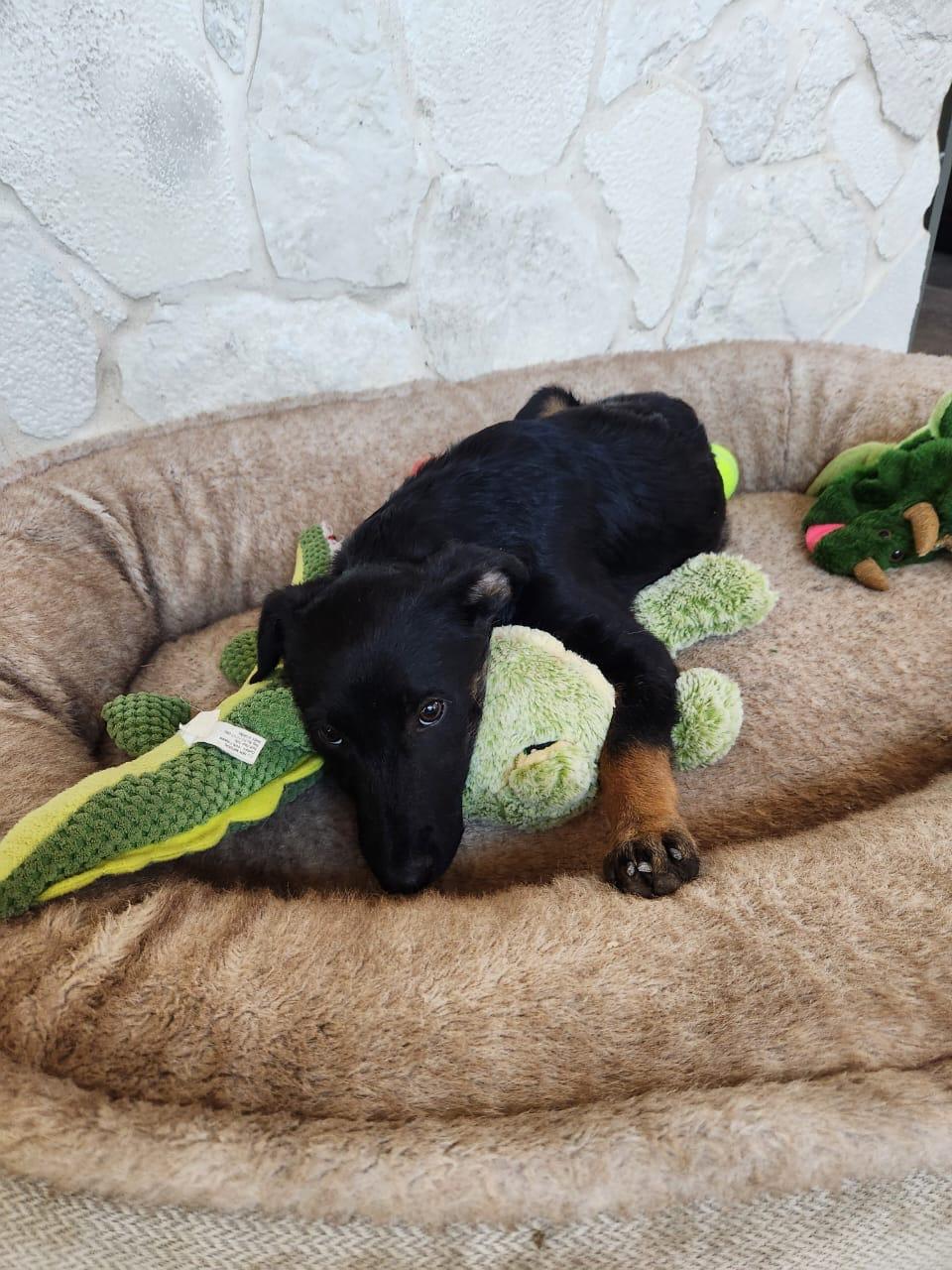 Enlarge Coffee, a Adoptable mixed breed in Lake Forest, CA image 4/4