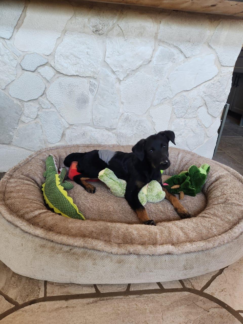 Enlarge Coffee, a Adoptable mixed breed in Lake Forest, CA image 3/4